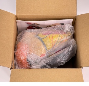 5X ingrandito PVC anatomico cuore modello con ventricoli scienza medica formazione e strumento di simulazione - Product Image 6