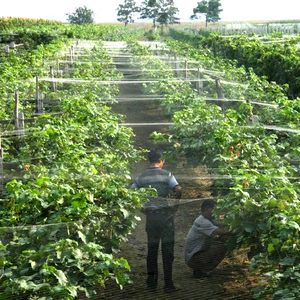 <span class=keywords><strong>Filet</strong></span> anti-oiseaux pour élevage <span class=keywords><strong>de</strong></span> crevettes, riziculture et arbres fruitiers (<span class=keywords><strong>cerisier</strong></span>, pommier) - Product Image 1