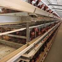 Cage d'élevage de poulets pondeurs galvanisée à chaud pour ferme de 10 000 poulets pondeurs, prix usine et facile à contrôler