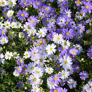 Kit da Giardino per Margherite Swan River, Kit di Coltivazione Fai-da-Te, Regalo per Amanti del Giardinaggio con Forniture Complete per la Crescita - Product Image 2