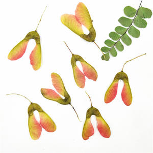 Vermi <span class=keywords><strong>di</strong></span> Acero Essiccati Naturali Pressati per Arte in Resina, Scrapbooking e Nail Art - Product Image 3