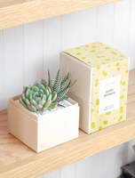 Vente en gros de kit de plantes succulentes artificielles Aeonium Egg Greenovi Bonsaï d'intérieur, engrais, pots de fleurs et jardinières