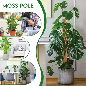Poteau de <span class=keywords><strong>mousse</strong></span> extensible fait à la main pour plantes tige d'escalade tige de plante pour escalade véritable bâton de <span class=keywords><strong>mousse</strong></span> fait à la main F - Product Image 6