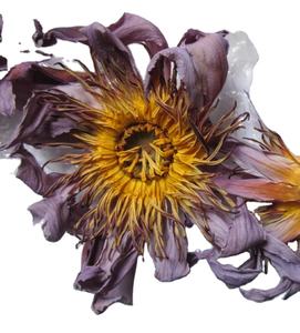 Fleur de Lotus Bleu Séchée Naturelle 500g nymphea nouchali pour <span class=keywords><strong>le</strong></span> thé - Product Image 4