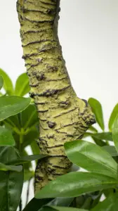 185cm 3 palline di plastica artificiale simulata piante arredamento Bonsai realistico aquatica castagno albero Pachira macrocarpa