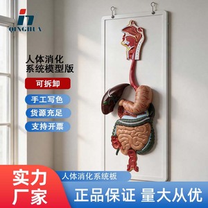 Modèle d'anatomie du système digestif humain, aide pédagogique pour les élèves du collège et du lycée, modèle tridimensionnel - Product Image 5