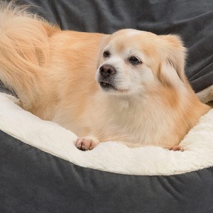 เตียงสัตว์เลี้ยงอ็อกซ์ฟอร์ดแบบขายส่ง ผ้าห่มคลุมศีรษะแบบออร์โธปิดิกส์สุดหรู อุ่น ซักได้ กันน้ำ กันสิ่งสกปรก สำหรับสัตว์ขนาดเล็ก - Product Image 4