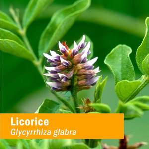 Özel etiket organik meyan kökü yağı sıvı özü takviyesi - Product Image 2