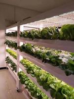 Conteneur de champignons Pro-Leaf équipement de culture agricole conteneur d'expédition ferme système hydroponique vertical