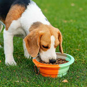 Taşınabilir Katlanabilir Silikon Su Geçirmez Hafif Evcil Hayvan Mama Kapları Besleyiciler BPA İçermez Kaymaz 250ml-2000ml Kapasiteli Seyahat Kamp - Product Image 5