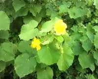 Poudre d'extrait de feuilles d'Abutilon Indicum sauvage Pass Agro en vrac, emballage en fût, qualité supérieure pour l'alimentation santé