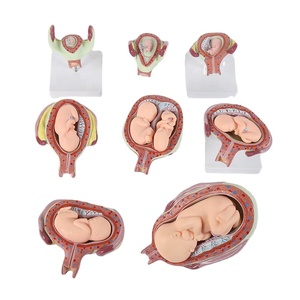 Mô hình phát triển mang thai của con người khoa học y tế Mô hình giải phẫu mô hình giáo dục giảng dạy Cung cấp đào tạo y tá - Product Image 2