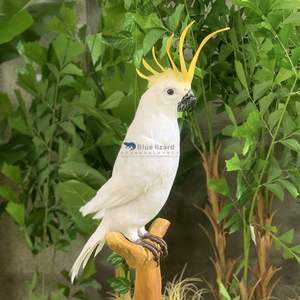 Super Vivid Animatronic Animal Modelo Animatronic Pájaros Cacatúa Blanca - Product Image 2