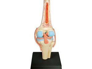 XR Medical Science <span class=keywords><strong>Tête</strong></span> humaine 4D, Genou humain standard pour l'anatomie - Product Image 4