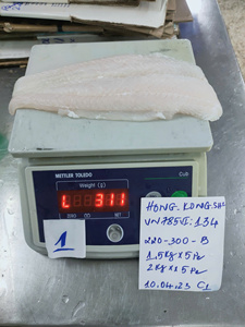 Filete de Pangasius Congelado IQF Blanco Premium Sin Aditivos Bajo en Carbohidratos Empaque a Granel de Can Tho Vietnam 10-12cm - Product Image 4