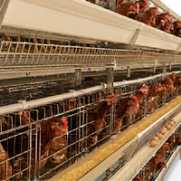 Cages à poules pondeuses galvanisées de haute qualité à bas prix, équipement d'élevage pour poules pondeuses