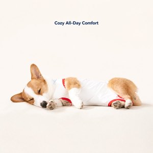 Petit chien, chien de taille moyenne, chien de grande taille, chihuahua, dachshund, bouledogue, pug, bouledogue français, yorkshire terrier, corgi, husky, chat persan - Product Image 5