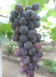 Engrais organique avec 70% <span class=keywords><strong>d</strong></span>'humate de potassium, entièrement soluble dans l'eau, biochimique, organique, vente chaude - Product Image 6