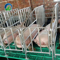 Parcs de Mise Bas Galvanisés pour Truies, Stalles de Gestation pour Porcs, Colonnes de Limitation, Équipement d'Élevage