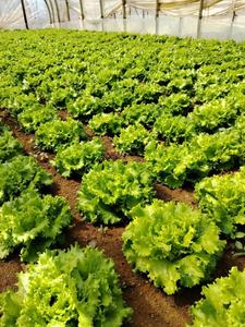 Fertilizante Orgánico de Humato de Hierro Soluble en Agua, Ácido Fúlvico, Agroquímicos para el Crecimiento de Cultivos, Suplemento de Hierro, Ácido Fúlvico en Forma de Escamas - Product Image 4