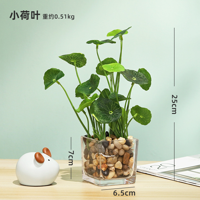 Plante lotus