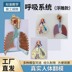 Modèle médical en relief agrandi de l'anatomie du système respiratoire humain, du tissu alvéolaire, des cavités nasale et orale. - Product Image 5