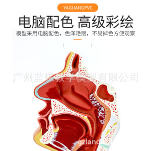 Secciones patológicas de la cavidad nasal, faringe, orofaringe, laringo-faringe, cavidad nasal y cavidad oral; modelo anatómico - Product Image 1