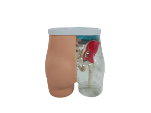 Modèle d'<span class=keywords><strong>injection</strong></span> <span class=keywords><strong>intramusculaire</strong></span> en PVC pour les fesses, mannequin de sciences médicales pour la formation des infirmières - Product Image 2