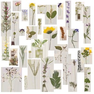 500 pièces/paquet de fleurs séchées, tiges de fleurs pressées, botaniques, artisanales, réalistes, éternelles, naturelles, marque-pages, cadre, Saint-Valentin - Product Image 4