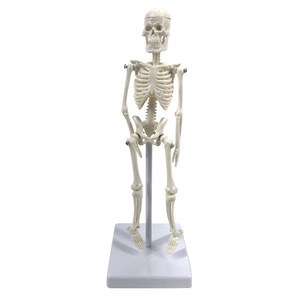 Modello scheletrico staccabile da 22 cm per l'insegnamento medico e biologico, con colonna vertebrale mobile in PVC. - Product Image 4