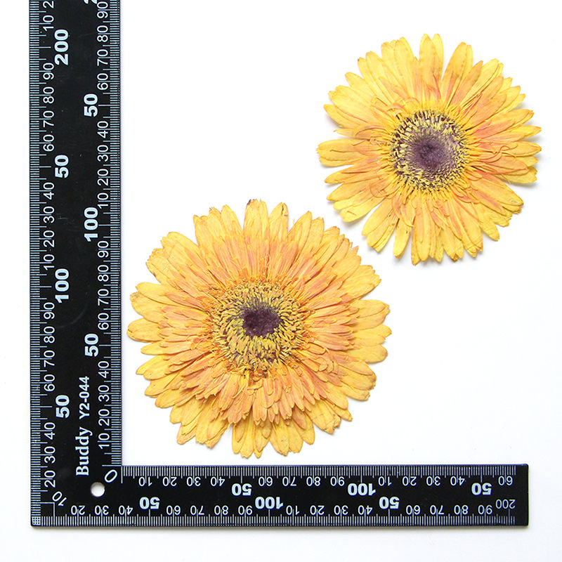 Giallo naturale 2 pezzi/borsa