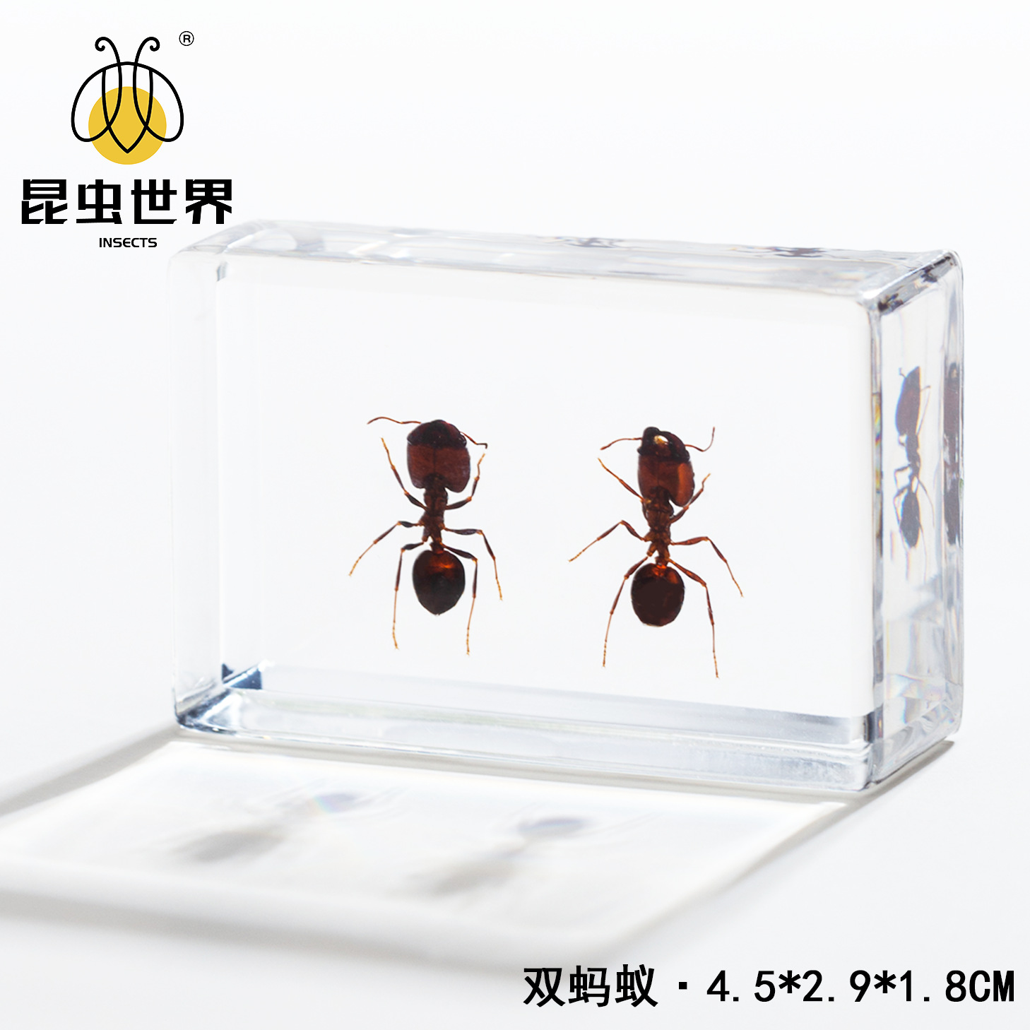 Double ants-452918cm