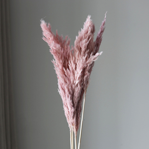 Petit roseau séché décoratif fleur pampa herbe séchée fleur <span class=keywords><strong>mariage</strong></span> décoration accessoires préservé <span class=keywords><strong>bouquet</strong></span> de fleurs VP-YNYB001 - Product Image 6
