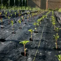 Greenhouse Farm Planten Onkruidbestrijding Netto Onkruidbestrijding Membraan