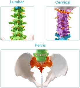 Medizinisches menschliches Wirbelsäulen modell Lehr anatomie modell Wirbelsäulen farbenes flexibles anatomisches Modell mit Wirbel nerven arterien Becken - Product Image 4