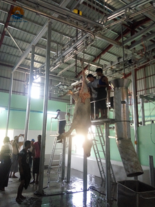 Línea automática de matadero de ganado vacuno 10-100/día, equipo de matadero llave en mano con motor para mataderos pequeños - Product Image 4