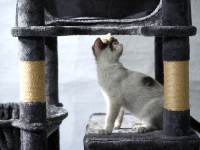 Tour d'escalade élégante pour chat en peluche grise, structure en bois massif + poteaux en sisal + jouets suspendus, centre de divertissement pour animaux domestiques