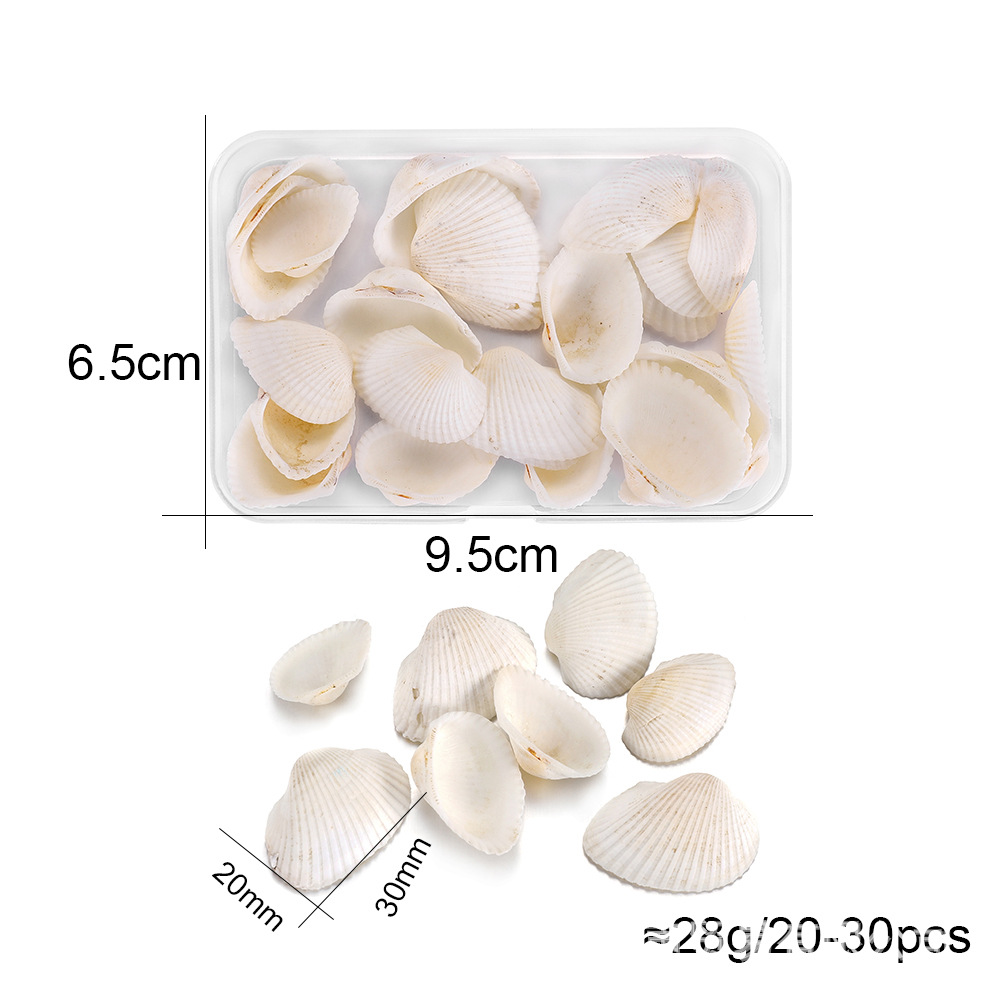 Coquillage blanc