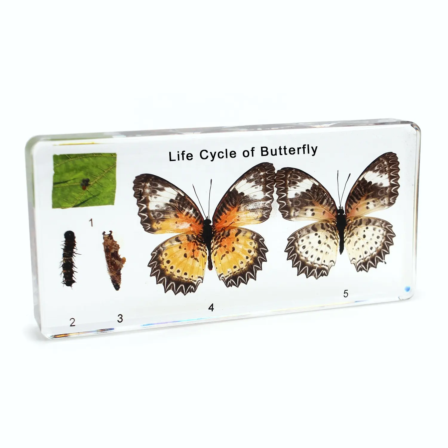 Groothandel Fabriek Vlinder Levenscyclus Specimen In Hars Biologische Wetenschap Leerkit Lesmodel