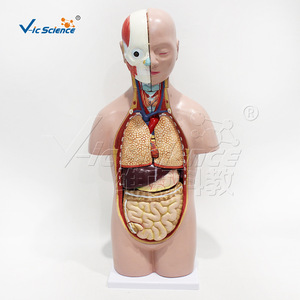 Modèle de torse humain asexuel de 50 cm, 12 parties détachables, dont cerveau, cœur, foie, poumons, etc. - Product Image 2