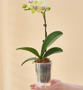 Plateau de fleurs d'orchidée Phalaenopsis en plastique Transparent multi-trous épaissi usage domestique poterie racine améliorée plancher Simple pour jardin - Product Image 6