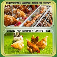Promouvoir la Ponte chez les Poules Pondeuses – Remises Fabricant en Gros 4% Prémélange Composé Aliment
