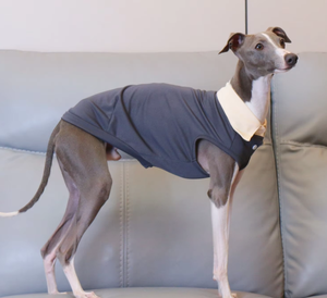 Camiseta Ligera de Poliéster para Perro, Disponible en Stock, para <span class=keywords><strong>Galgo</strong></span> Italiano, Whippet, Terrier, Transpirable, para Todas las Estaciones, Ropa Casual para Mascotas - Product Image 3