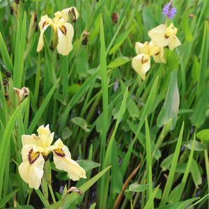 Iris <span class=keywords><strong>japonais</strong></span> 'I. ensata Ryugan' - une <span class=keywords><strong>plante</strong></span> aquatique adaptée aux bassins de jardin et aux serres - Iris <span class=keywords><strong>japonais</strong></span> - Product Image 5