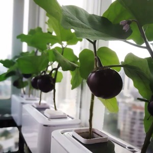 Fabricant vente en gros pot de plantation en plastique intelligent boîte hydroponique arrosage automatique balcon culture de légumes outil des gens <span class=keywords><strong>paresseux</strong></span> - Product Image 4