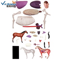 Modèle anatomique de squelette musculaire de cheval en plastique 4D, très vendu, avec des animaux, aides pédagogiques médicales