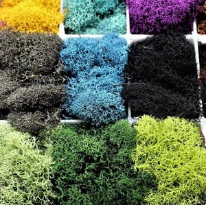 <span class=keywords><strong>Mousse</strong></span> <span class=keywords><strong>de</strong></span> renne préservée multicolore, <span class=keywords><strong>mousse</strong></span> naturelle séchée pour décoration murale, terrarium, artisanat, vente en gros - Product Image 1