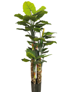 พืชเขตร้อนตกแต่งในร่มพืชเทียมมูซาบาสจูบานา - Product Image 4