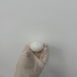 Độ tinh khiết cao SPF trứng gà mầm bệnh thử nghiệm tiêu cực OEM tùy chỉnh 30000 trứng công suất hàng tháng - Product Image 2