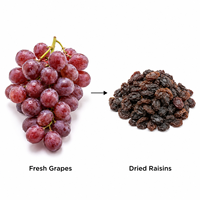 Shouchuang OEM/ODM industriële continue mesh-belt fruitdroogmachine voor het drogen van verse druiven tot rozijnen.